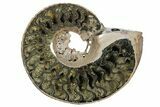 One Side Polished, Pyritized Fossil Ammonite - Russia #174997-1